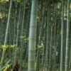 Moso Giant Bamboo (Phyllostachys Edulis 'Moso') - 3 Gallon Pot (2-4') -Plantify Shop Bamboo Moso 22 1