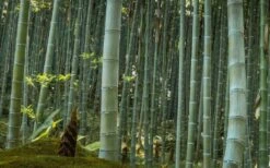 Moso Giant Bamboo (Phyllostachys Edulis 'Moso') - 3 Gallon Pot (2-4') -Plantify Shop Bamboo Moso 24 1