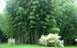 Moso Giant Bamboo (Phyllostachys Edulis 'Moso') - 3 Gallon Pot (4-6') -Plantify Shop Bamboo Moso 3