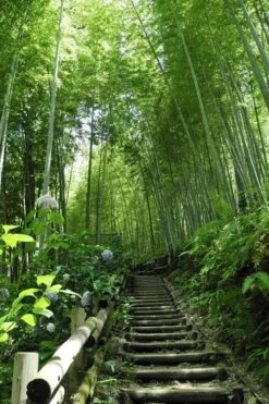 Moso Giant Bamboo (Phyllostachys Edulis 'Moso') - 3 Gallon Pot (2-4') -Plantify Shop Bamboo Moso 9 1