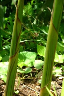 Red Margin Bamboo - Phyllostachys Rubromarginata - 3 Gallon Pot (4-6') -Plantify Shop Bamboo Red Margin 11