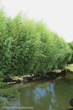 Red Margin Bamboo - Phyllostachys Rubromarginata - 3 Gallon Pot (4-6') -Plantify Shop Bamboo Red Margin 13