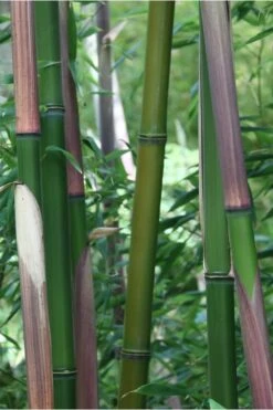 Red Margin Bamboo - Phyllostachys Rubromarginata - 3 Gallon Pot (2-4' HT) -Plantify Shop Bamboo Red Margin 500x750 2