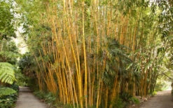 Robert Young Golden Bamboo (Phyllostachys Viridis 'Robert Young') - 3 Gallon Pot (4-6'+) -Plantify Shop Bamboo Robert Young 1 1