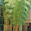 Robert Young Golden Bamboo - Phyllostachys Viridis 'Robert Young' - 3 Gallon Pot (2-4') -Plantify Shop Bamboo Robert Young 500x750 1