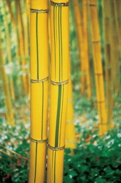 Robert Young Golden Bamboo - Phyllostachys Viridis 'Robert Young' - 3 Gallon Pot (2-4') -Plantify Shop Bamboo Robert Young 9