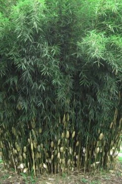 Robust Bamboo - Fargesia Robusta - 3 Gallon Pot -Plantify Shop Bamboo Robusta 1
