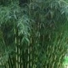 Robust Bamboo - Fargesia Robusta - 1 Gallon Pot -Plantify Shop Bamboo Robusta 3 1