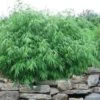 Dragons Head Bamboo - Fargesia Dracocephala 'Rufa' - 1 Gallon Pot -Plantify Shop Bamboo Rufa 10 1