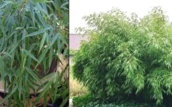 Sunset Glow Clumping Bamboo (Fargesia Rufa) - 3 Gallon Pot -Plantify Shop Bamboo Rufa 2