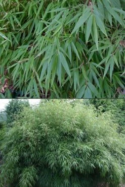Dragons Head Bamboo (Fargesia Dracocephala 'Rufa') - 5 Gallon Pot -Plantify Shop Bamboo Rufa 500x750 1