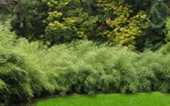 Dragons Head Bamboo - Fargesia Dracocephala 'Rufa' - 1 Gallon Pot -Plantify Shop Bamboo Rufa Hedge 1 1