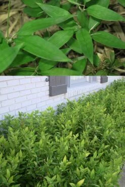 Ruscus Bamboo (Shibataea Kumasaca) - 1 Gallon Pot -Plantify Shop Bamboo Ruscus 500x750 1