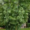 Seabreeze Bamboo - Bambusa Malingensis - 3 Gallon Pot -Plantify Shop Bamboo Seabreeze 1 1