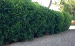 Seabreeze Bamboo - Bambusa Malingensis - 3 Gallon Pot -Plantify Shop Bamboo Seabreeze 3