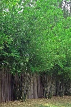Seabreeze Bamboo - Bambusa Malingensis - 3 Gallon Pot -Plantify Shop Bamboo Seabreeze 4 1