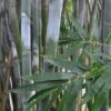 Silk Bamboo - Bambusa Textilis 'Glabra' - 2 Gallon Pot -Plantify Shop Bamboo Silk 2