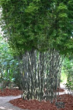Silk Bamboo - Bambusa Textilis 'Glabra' - 2 Gallon Pot -Plantify Shop Bamboo Silk 5