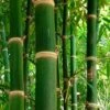 Solid Stem Bamboo - Phyllostachys Heteroclada - 3 Gallon Pot (2-4') -Plantify Shop Bamboo Solid Stem 1