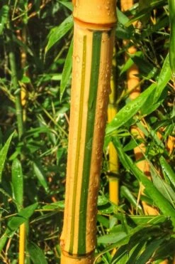 Green Groove Golden Bamboo - Phyllostachys Aureosulcata 'Spectabilis' - 3 Gallon Pot (4-6') -Plantify Shop Bamboo Spectabilis 11