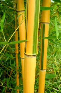 Green Groove Golden Bamboo - Phyllostachys Aureosulcata 'Spectabilis' - 3 Gallon Pot (2-4') -Plantify Shop Bamboo Spectabilis 13 1