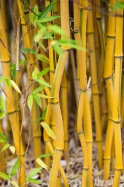 Green Groove Golden Bamboo - Phyllostachys Aureosulcata 'Spectabilis' - 3 Gallon Pot (2-4') -Plantify Shop Bamboo Spectabilis 17 1