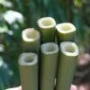 Square Stem Bamboo (Chimonobambusa Quadrangularis) - 3 Gallon Pot (2-4') -Plantify Shop Bamboo Square