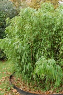 Square Stem Bamboo - Chimonobambusa Quadrangularis - 5 Gallon Pot -Plantify Shop Bamboo Square 2 1