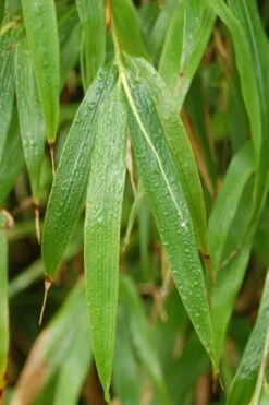 Square Stem Bamboo (Chimonobambusa Quadrangularis) - 3 Gallon Pot (2-4') -Plantify Shop Bamboo Square 3