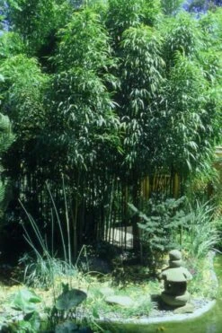 Square Stem Bamboo - Chimonobambusa Quadrangularis - 5 Gallon Pot -Plantify Shop Bamboo Square 4 3