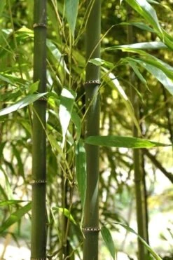 Square Stem Bamboo (Chimonobambusa Quadrangularis) - 3 Gallon Pot (2-4') -Plantify Shop Bamboo Square 7