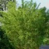 Stone Bamboo - Phyllostachys Angusta - 3 Gallon Pot (3-4') -Plantify Shop Bamboo Stone 1