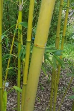 Stone Bamboo - Phyllostachys Angusta - 3 Gallon Pot (3-4') -Plantify Shop Bamboo Stone 2