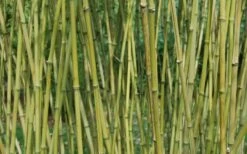 Stone Bamboo - Phyllostachys Angusta - 3 Gallon Pot (3-4') -Plantify Shop Bamboo Stone 3