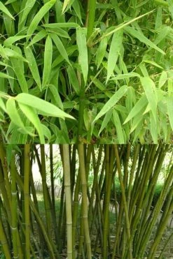 Stone Bamboo - Phyllostachys Angusta - 3 Gallon Pot (3-4') -Plantify Shop Bamboo Stone 4