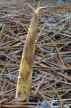 Sweet Shoot Bamboo - Phyllostachys Dulcis - 3 Gallon Pot -Plantify Shop Bamboo Sweet Shoot 2