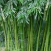 Sweet Shoot Bamboo - Phyllostachys Dulcis - 3 Gallon Pot -Plantify Shop Bamboo Sweet Shoot 4