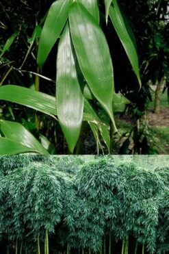 Sweet Shoot Bamboo - Phyllostachys Dulcis - 3 Gallon Pot -Plantify Shop Bamboo Sweet Shoot 6