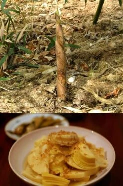 Sweet Shoot Bamboo - Phyllostachys Dulcis - 3 Gallon Pot -Plantify Shop Bamboo Sweet Shoot 7