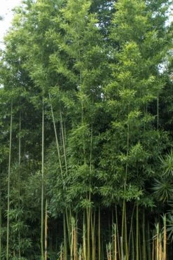 Temple Bamboo (Semiarundinaria Fastuosa) - 3 Gallon Pot (2-4') -Plantify Shop Bamboo Temple 20 1