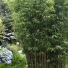 Temple Bamboo (Semiarundinaria Fastuosa) - 3 Gallon Pot (4-6'+) -Plantify Shop Bamboo Temple 5