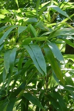 Temple Bamboo (Semiarundinaria Fastuosa) - 3 Gallon Pot (2-4') -Plantify Shop Bamboo Temple 6 1