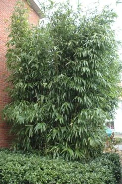 Temple Bamboo (Semiarundinaria Fastuosa) - 3 Gallon Pot (2-4') -Plantify Shop Bamboo Temple 9 1
