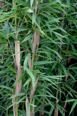 Tonkin Cane Tea Stick Bamboo - Pseudosasa Amabilis - 3 Gallon Pot -Plantify Shop Bamboo Tonkin Cane 12