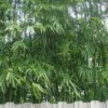 Tonkin Cane Tea Stick Bamboo - Pseudosasa Amabilis - 3 Gallon Pot -Plantify Shop Bamboo Tonkin Cane 20