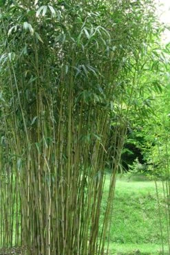 Tonkin Cane Tea Stick Bamboo - Pseudosasa Amabilis - 3 Gallon Pot -Plantify Shop Bamboo Tonkin Cane 21