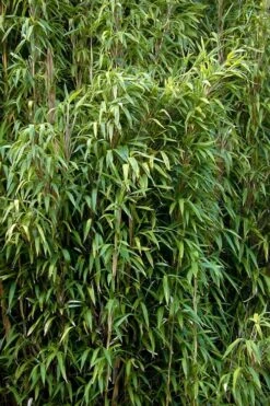 Tonkin Cane Tea Stick Bamboo - Pseudosasa Amabilis - 3 Gallon Pot -Plantify Shop Bamboo Tonkin Cane 3