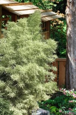 Variegated Chinese Temple Bamboo - Sinobambusa Tootsik 'Albostriata' - 3 Gallon Pot -Plantify Shop Bamboo Variegated Chinese Temple Bamboo 5