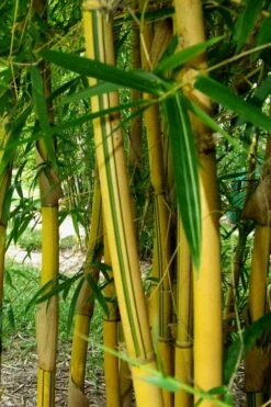 Asian Lemon Bamboo (Bambusa Eutuldoides 'Viridivittata') - 3 Gallon Pot -Plantify Shop Bamboo Viridivittata 3