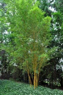 Asian Lemon Bamboo (Bambusa Eutuldoides 'Viridivittata') - 3 Gallon Pot -Plantify Shop Bamboo Viridivittata 5